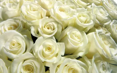 Белые розы (26 лучших фото)