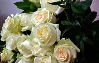 Обои розы, букет, белые розы картинки на рабочий стол, раздел цветы -  скачать