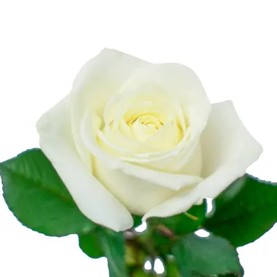 Розы белые 60 см. Россия по цене 313 ₽ - купить в RoseMarkt с доставкой по  Санкт-Петербургу