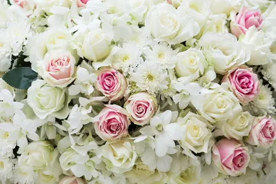 Мелкие белые розы - 59 фото