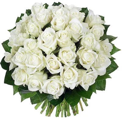 33 белые розы — Доставка цветов в Ярославле