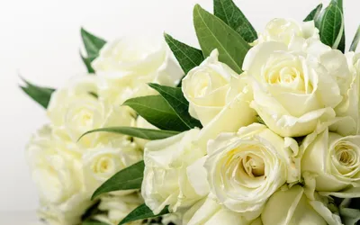 Роскошные белые розы - 65 фото
