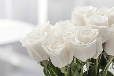 Красивые белые розы - фото и картинки: 65 штук