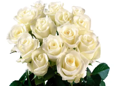Картинка Белые розы » Розы картинки (255 фото) - Картинки 24 » Картинки 24  - скачать картинки бесплатно