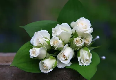 Белые розы. Галерея фото | Beautiful roses, Flowers, Beautiful flowers  wallpapers