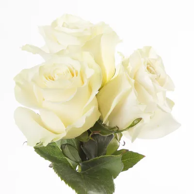 3 белые розы Эквадор 70 см - купить в Москве по цене 1890 р - Magic Flower