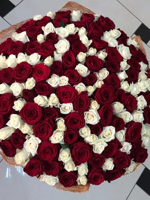 Красные и белые розы микс 101 шт - 60 см 1 шт. купить от 14140 рублей в  интернет-магазине
