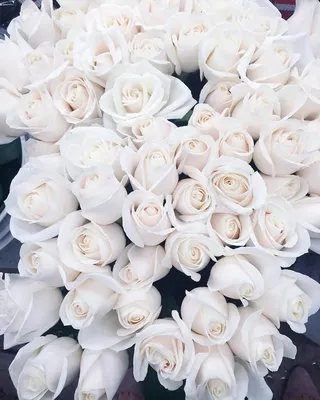 Картинки с белыми розами - 68 фото