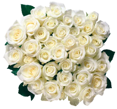 Белые розы PNG фото
