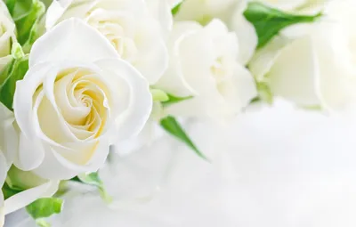 Обои цветы, бутон, белые розы картинки на рабочий стол, раздел цветы -  скачать