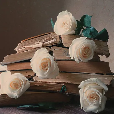 Фото Белые розы в стопке книг, by hey_e_l_e_n•