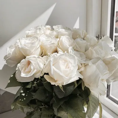 Белые розы на окне - 60 фото