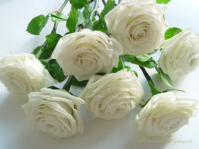 Белые розы фото -
