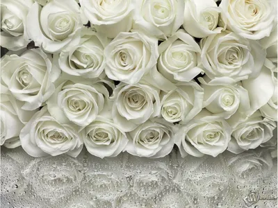 Скачать обои Много белых роз (Белые розы) для рабочего стола 1152х864 (4:3)  бесплатно, Макро фото Много белых роз Белые розы на рабочий стол. |  WPAPERS.RU (Wallpapers).