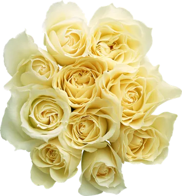 Белые розы фото в png
