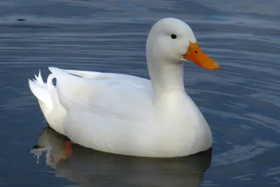 Free Images : white, wildlife, swim, reflection, beak, fauna, swan, duck,  vertebrate, waterfowl, water bird, back light, ducks geese and swans,  seaduck 4164x2776 - - 765183 - Free stock photos - PxHere