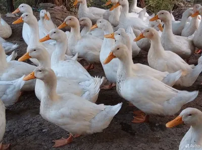 белые утки плавают на озере Стоковое Изображение - изображение  насчитывающей поголовье, мило: 217836769