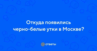 Картинка Белые домашние утки » Утки » Птицы » Животные » Картинки 24 -  скачать картинки бесплатно