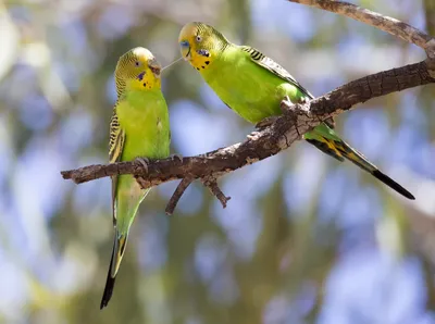 Альбиносы, лютино и кремино - Вариации окрасов и селекция - Форумы  Mybirds.ru - все о птицах