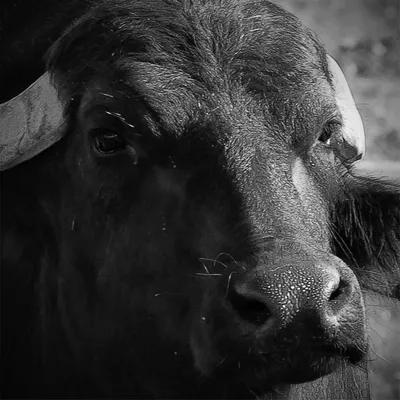 ᐉ Настенний декор Чёрно-белый бык 50x25 см (Y1-11)
