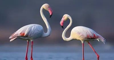 Белый фламинго фото