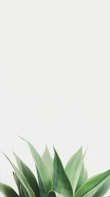 Белый фон, фон для сториз, зелень на белом фоне | Instagram background,  Leaves wallpaper iphone, Plant wallpaper