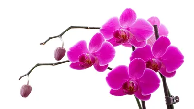 Картинки розовая орхидея, белый фон - обои 2560x1440, картинка №167075 |  Orchid flower, Orchids, Orchid supplies