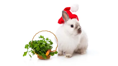 Картинка кролик Рождество Морковь Корзинка животное Белый фон