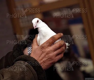 Фото белый голубь в png без фона