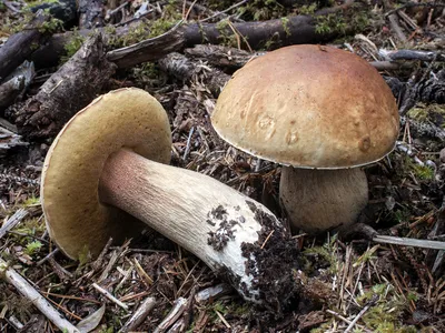 Белый гриб (Boletus edulis) фото и описание