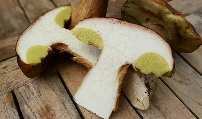 Белый гриб (Boletus edulis): информация, где растет, фото, виды