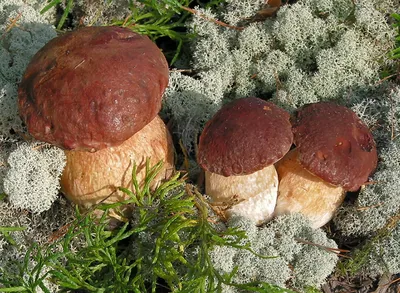 Белый гриб сосновый (Boletus pinophilus) фото и описание