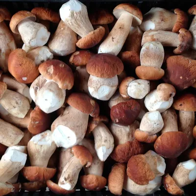 Белый гриб свежий 3 сорт - ООО “Петровил”