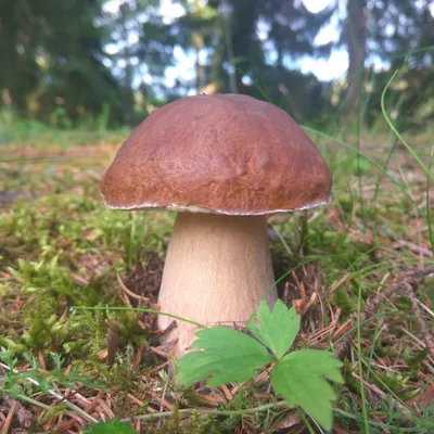Белый гриб | Пикабу