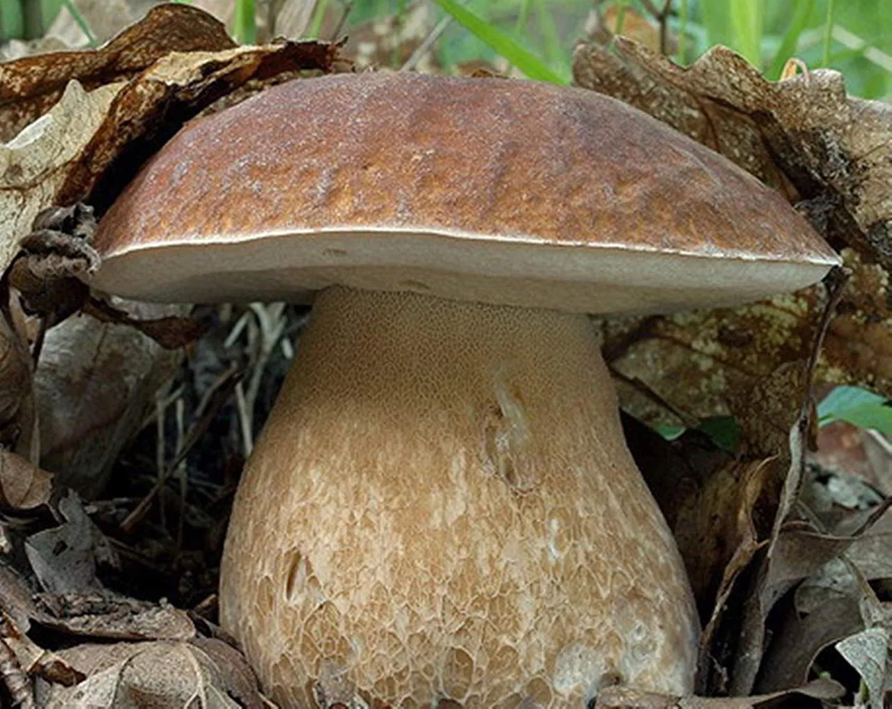 Белый гриб дубовый Боровик