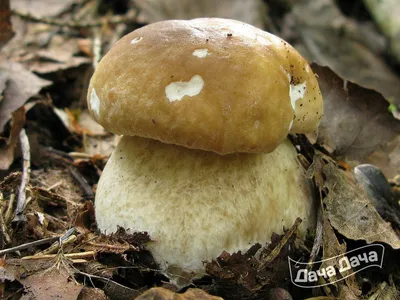 Белый гриб березовый (колосовик) – описание, фото, особенности роста,  применение. Дачная Энциклопедия.