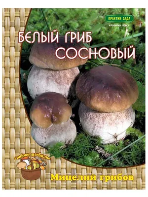 Мицелий Белый гриб сосновый, 60мл. в пакете. ПОИСК 10390950 купить в  интернет-магазине Wildberries