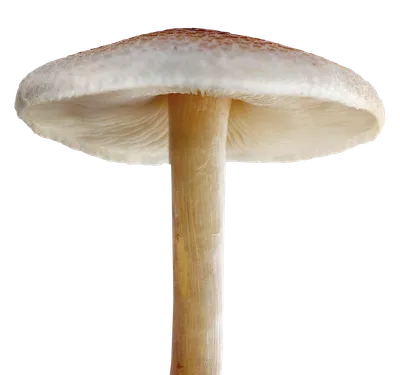 Красивый белый гриб - Грибы - Картинки PNG - Галерейка