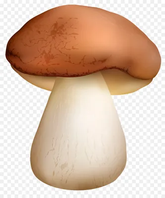 Картинки для детей белый гриб (54 фото) - 54 фото