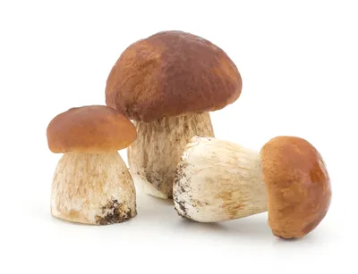 Белый гриб – интересные факты, фото и видео - «Как и Почему»