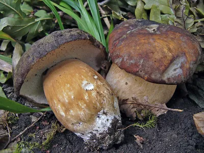 Белые грибы России. Белый гриб бронзовый. (Часть 1) | грибной критик | Дзен