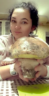 В Украине в начале декабря нашли гигантский гриб - фото - Апостроф