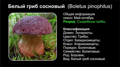 Белый гриб сосновый (Boletus pinophilus) - YouTube