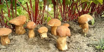 Вырастить белый гриб на грядке: реальность или мистификация века?