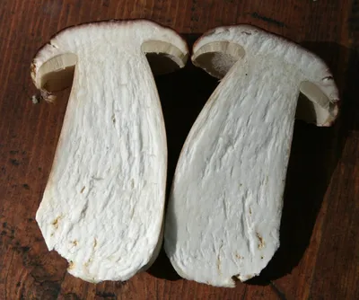 Белый гриб в лицах, или Какие бывают боровики? Описание, фото — Ботаничка