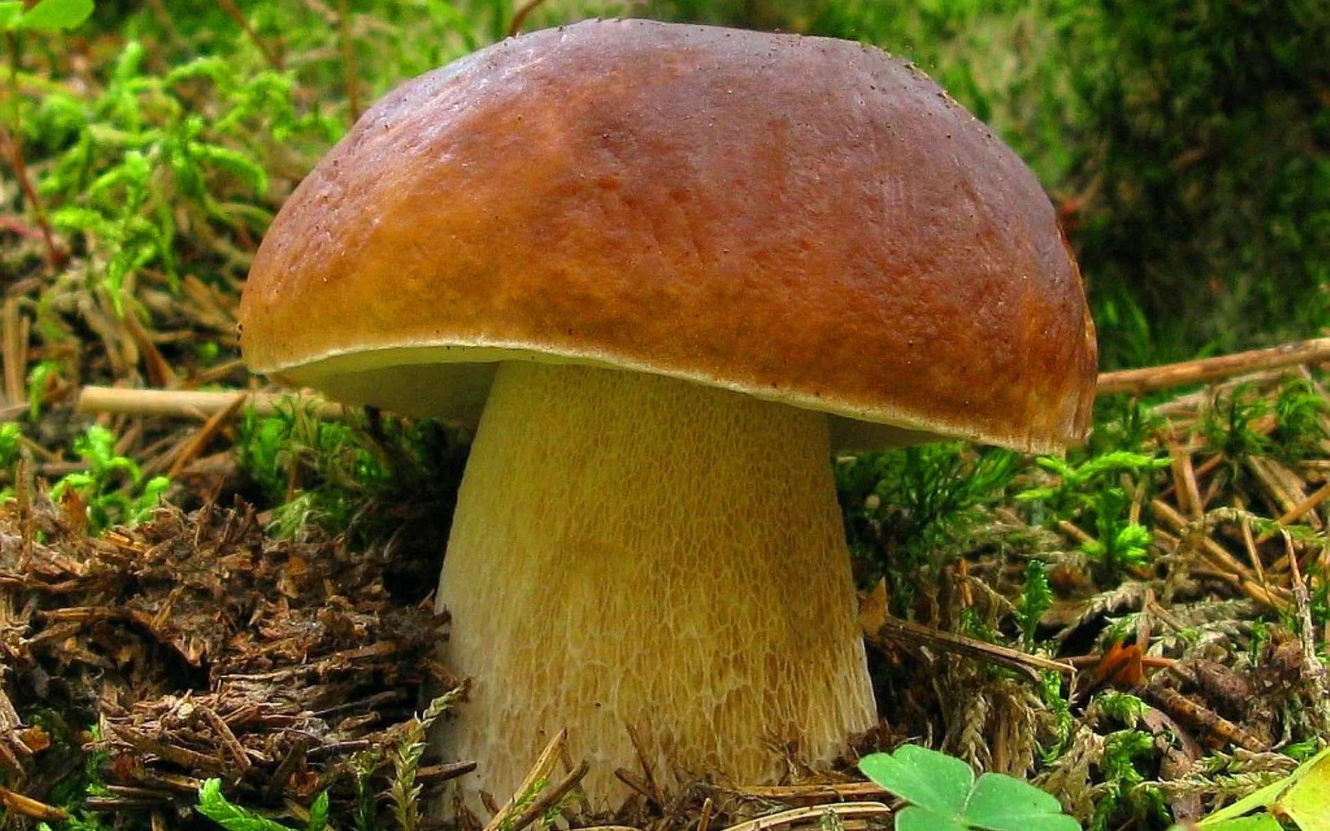 Ложный Боровик белый гриб