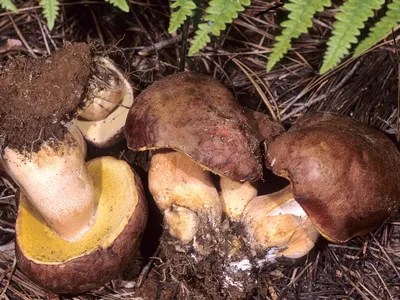 Белый гриб сосновый (Boletus pinophilus) фото и описание