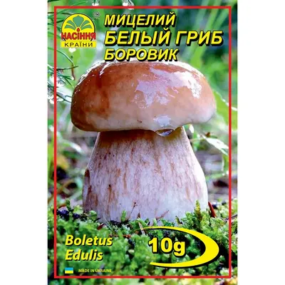 Мицелий грибов Белый гриб Боровик 10 г (Насіння країни) – фото | ROZETKA