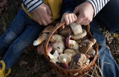 В чём польза белых грибов и что самое вкусное из них можно приготовить
