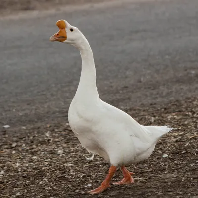 Domestic white goose hi-res stock photography and images - Alamy